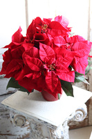 Gwiazda Betlejemska Redania, świąteczna kompozycja, wym.33x45cm 