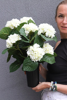 Białe Hortensje, komplet dekoracji nagrobnych