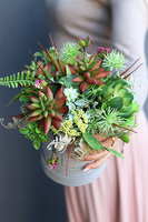 Albertina Mini Red, flowerbox z sukulentami