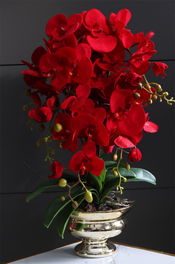 Miłosna Czerwień, karminowy welurowy storczyk, wys.62cm  