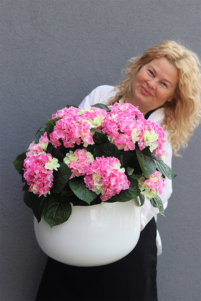 Hortensje Walter, donica fiberglass z hortensjami