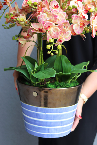 Granada Monaco Trendy gumowe storczyki w niebieskiej donicy dwa