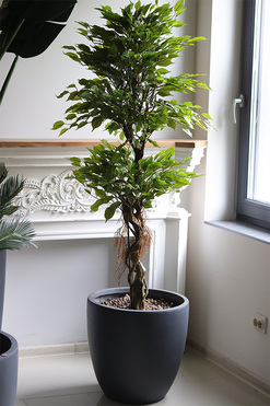 Fikus Concrete, sztuczne drzewko w betonowej donicy, wys.173cm 