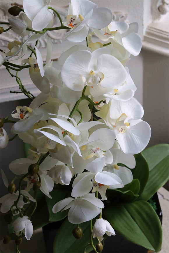 Jerete Black, storczyk w czarnej donicy