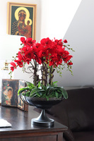 czerwony storczyk w pucharze, Purpurowy Velvetia, wys.76cm