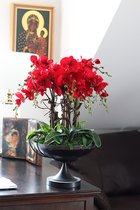 czerwony storczyk w pucharze, Purpurowy Velvetia, wys.76cm