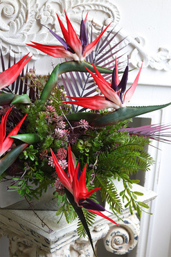 Strelicja Hotelia Red, podłużna kompozycja w donicy, wym.45x53x43cm