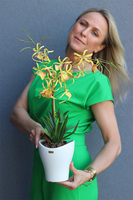 gumowy storczyk w słonecznym kolorze, Tajlandia