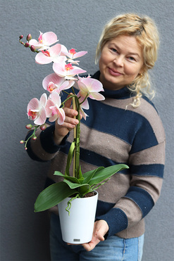 Kefani Otellia, różowy storczyk w białej donicy, wys.65cm 