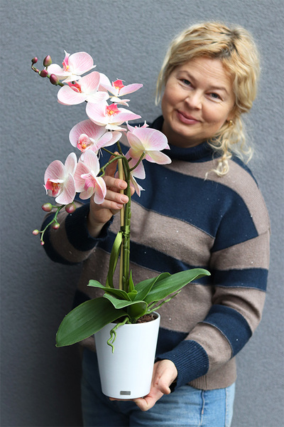  Kefani Otellia, różowy storczyk w białej donicy