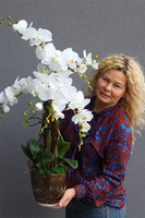 Goldissat, storczyk w miedzianej doniczce