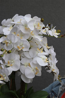 Cooler Maison 2, ekskluzywny sztuczny storczyk