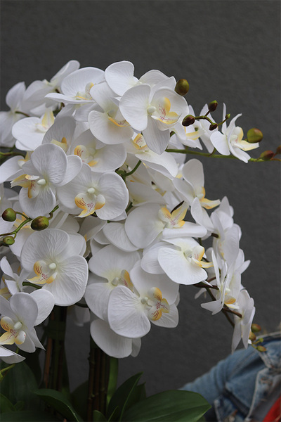 Cooler Maison 2, ekskluzywny sztuczny storczyk