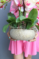 Twister Glamour, kolorowy storczyk w złotej donicy