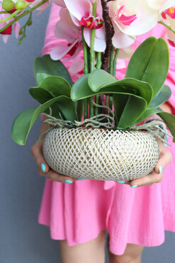 Twister Glamour, kolorowy storczyk w złotej donicy, wys.47cm  