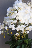 Blackisto Goldino A, elegancki storczyk w czarno-złotej donicy, wys.80cm