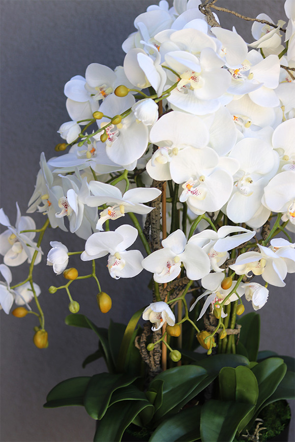 Blackisto Goldino A, elegancki storczyk w czarno-złotej donicy, wys.80cm