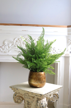 Paproć Gold Hillton, paproć w ozdobnej donicy, wym.53x40cm 