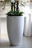 Grande Fiberglass Fenice 2, efektowny storczyk w białej donicy z fiberglass