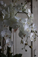 Golderia Side, elegancki storczyk podłogowy w złotej donicy, wys.130cm  