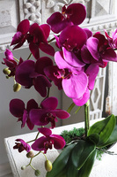 Belluna Hefryte, fuksjowy storczyk w stylowej donicy, wys.48cm