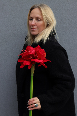 Amarylis Czerwony Premium, czerwony kwiat amarylisa, dł.72cm 