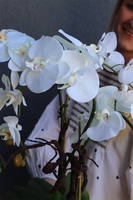 Forresti Wood, sztuczny storczyk w drewnianej donicy, wys.50cm 