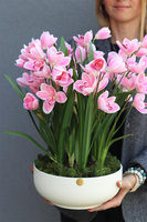 Cymbydium Rosa, sztuczny o różowych kwiatostanach