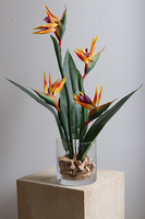 Strelicja Glassier, kompozycja ze strelicją w szkle