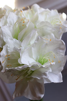 Amarylis Biały, bukiet kwiatów