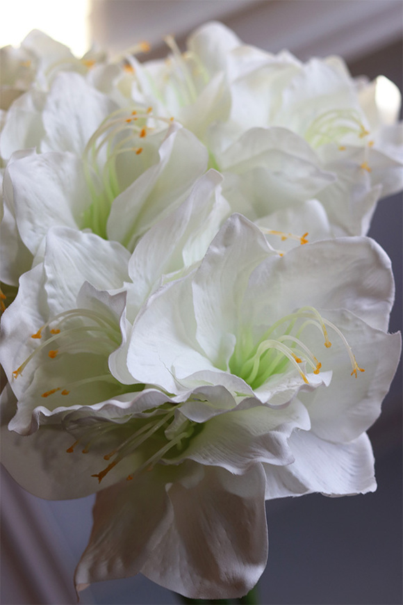 Amarylis Biały, bukiet kwiatów