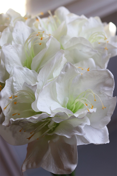 Amarylis Biały, bukiet kwiatów