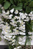 jednostronna rama dekoracyjna, Thai Hotels	