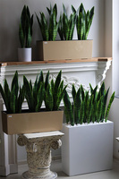 Sansewieria Fiberglass Marco 2, roślina sztuczna w donicy