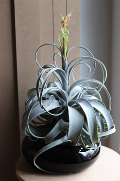 Oplątwa Piano, sztuczna roślina w doniczce, wys.50cm