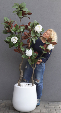 Magnolia Biellita, kwitnące drzewko w donicy fiberglass, wys.200cm