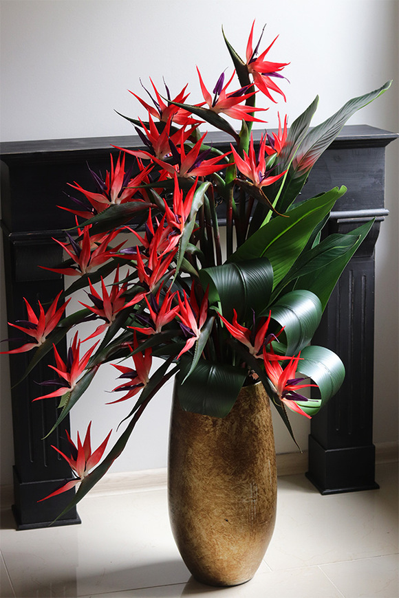 Princera Rubinowa Strelicja, kompozycja w złotej donicy