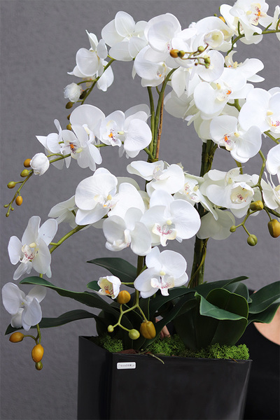 Mediolan Black New, storczyk podłogowy w czarnej donicy, wys.120cm