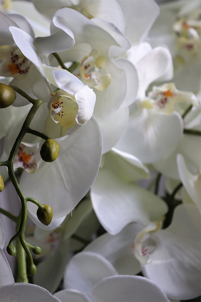 Belladi Saute, storczyk w stretchu do obsadzenia, wys.71cm