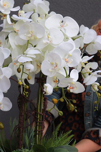 Beddinato Black, storczyk z sukulentami w czarnej donicy, wys.80cm 