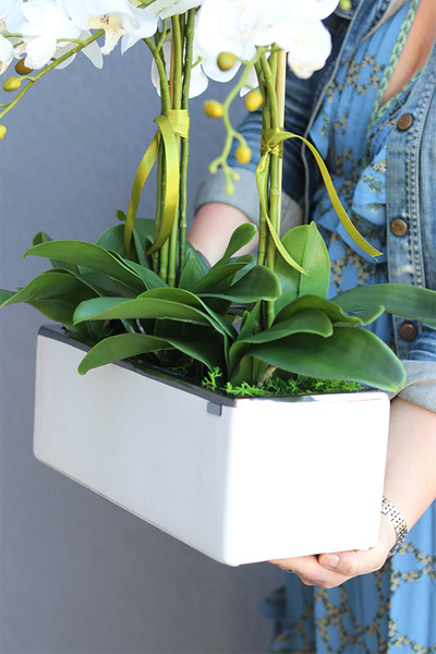 Leo White Silver, storczyk w biało-srebrnej donicy, wys.57cm