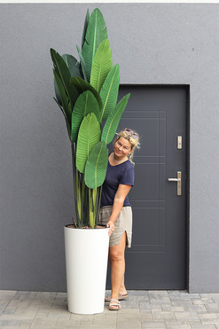 Bananowiec Mediolan Creme, sztuczna roślina w donicy, wys.243cm