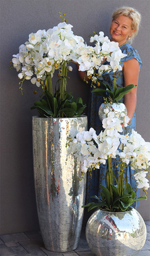 storczyki Explosion, Silver, kpl.3szt