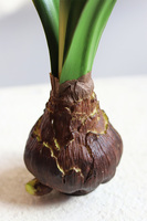 Amarylis Burgund, sztuczna roślina z cebulką