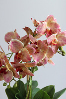 Castellamare Elite, różowy storczyk w miedzianej donicy