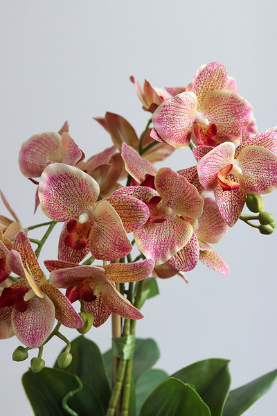 Castellamare Elite, różowy storczyk w miedzianej donicy