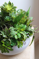 Green Betra Piano 2, kompozycja sukulenty w okrągłej donicy