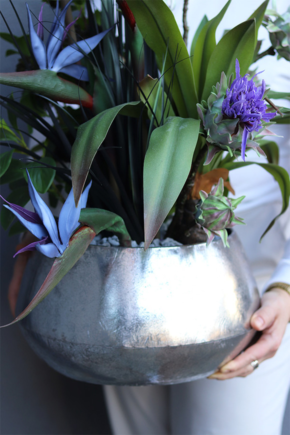 Strelicja Freemont, kompozycja w srebrnej donicy