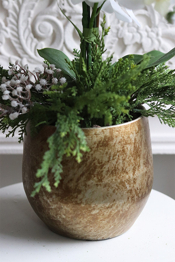 White Snow Oliver, elegancki storczyk zimowy