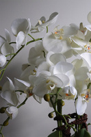 Leonite, storczyk w doniczce